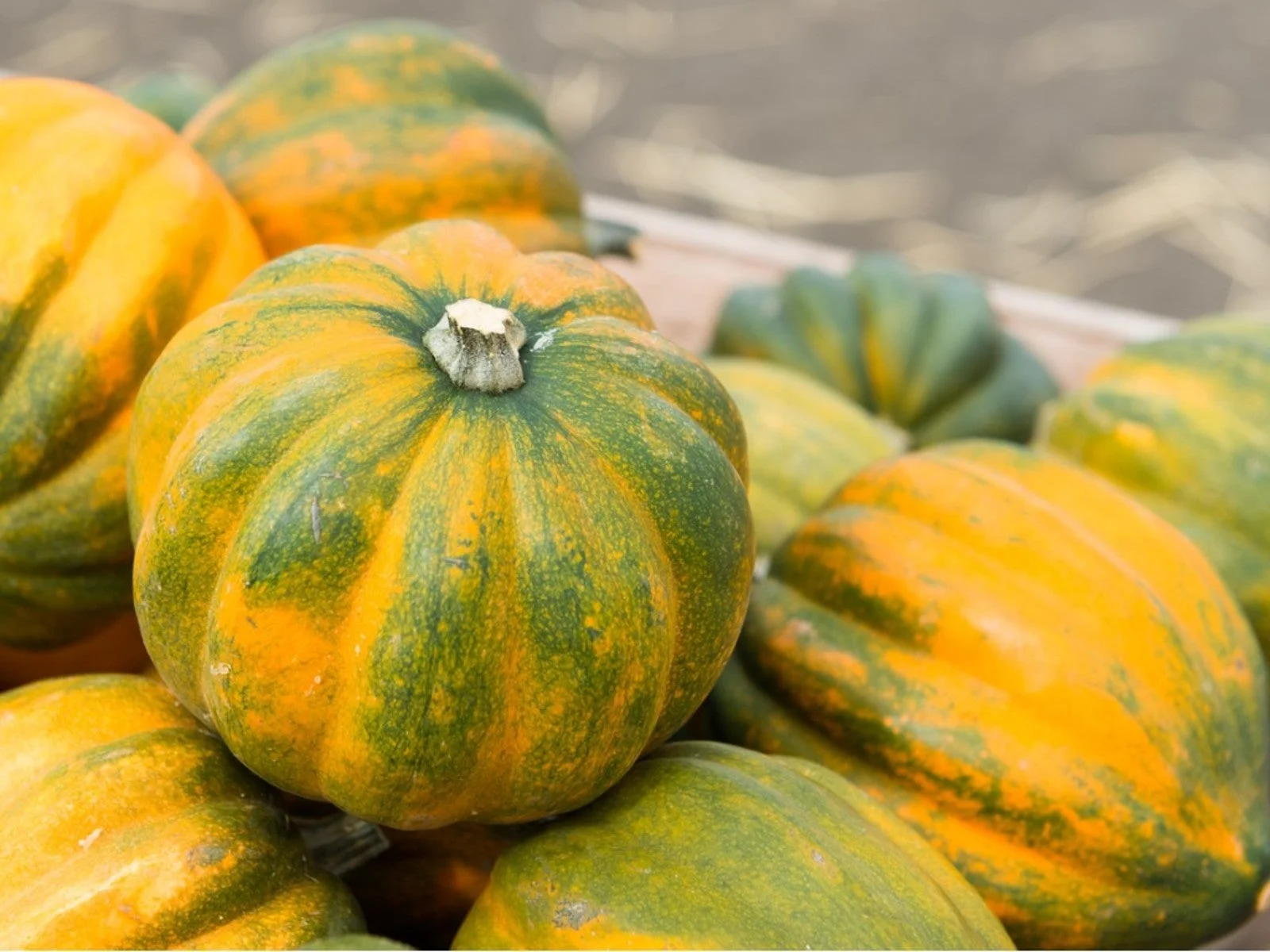 What Does an Acorn Squash Look Like