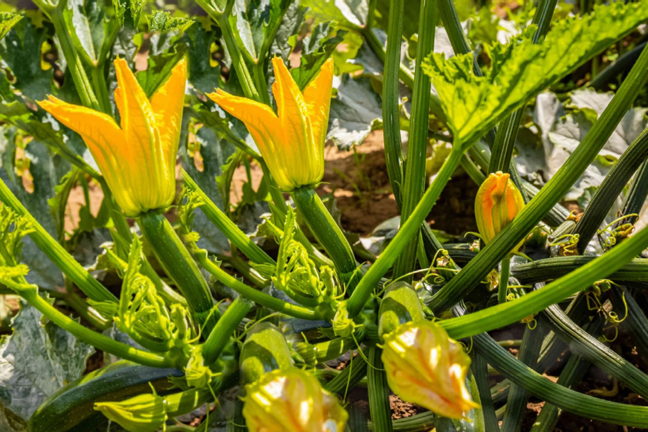 What Does Zucchini Look Like Growing What Does Zucchini Look Like Growing
