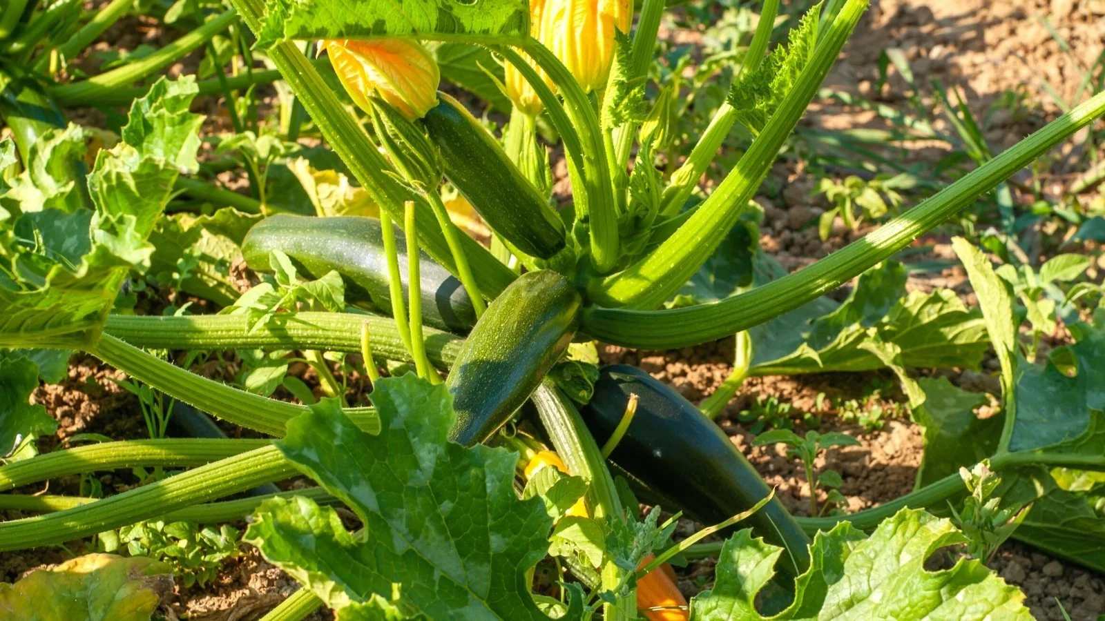 What Does Zucchini Look Like Growing What Does Zucchini Look Like Growing