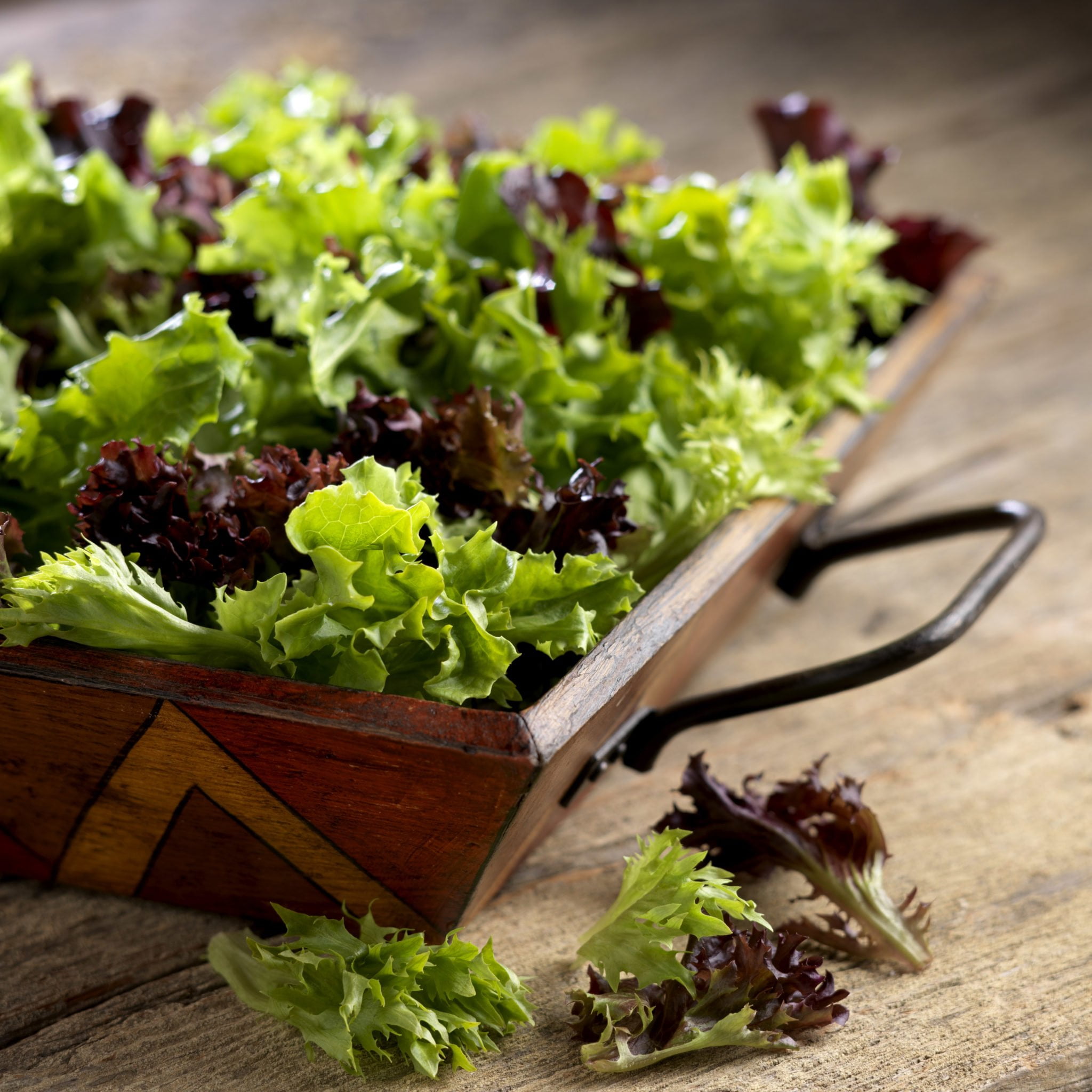 What is Arcadian Lettuce What is Arcadian Lettuce