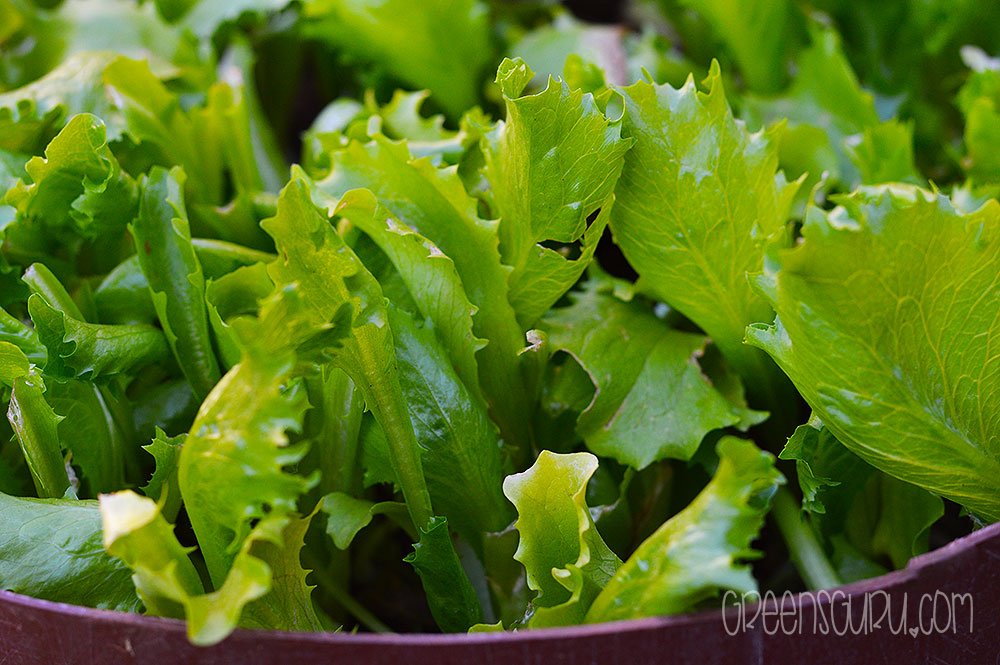What is Baby Lettuce