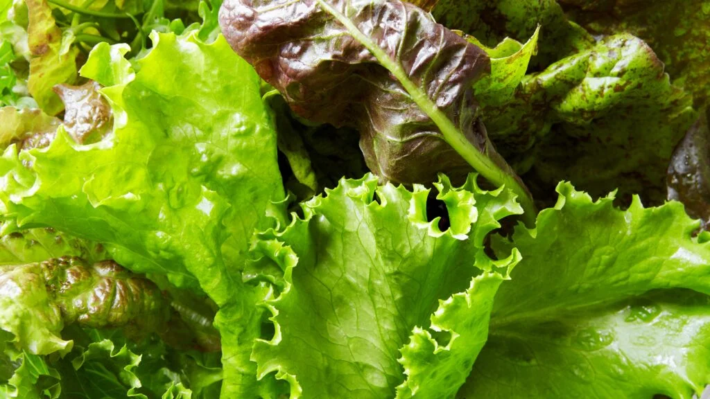What is the Taste of Lettuce?