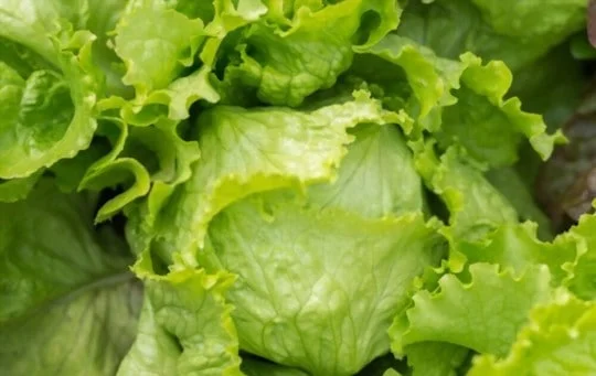 What is the Taste of Lettuce?