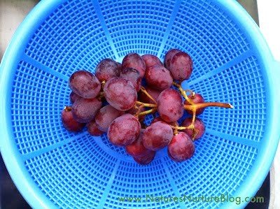 What Is The White Stuff On Grapes What Is The White Stuff On Grapes