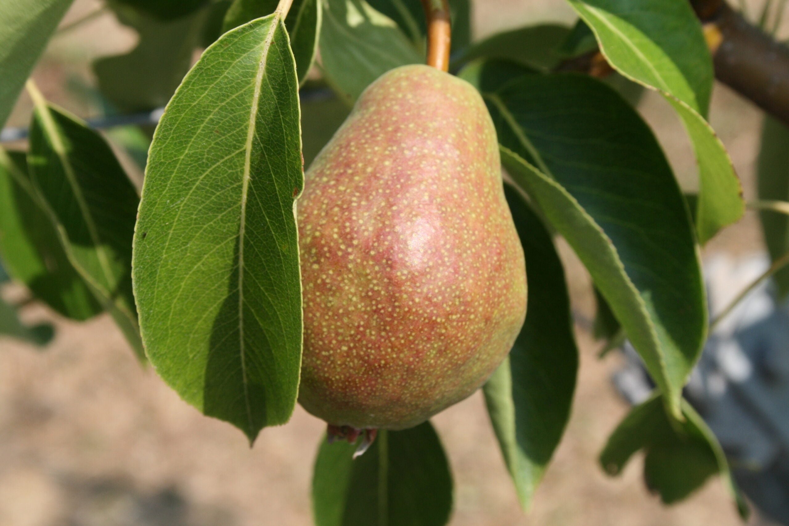 What Month Are Pears Ready To Pick