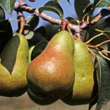 What Month Are Pears Ready To Pick