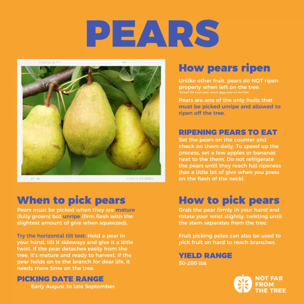 What Month Are Pears Ready To Pick What Month Are Pears Ready To Pick