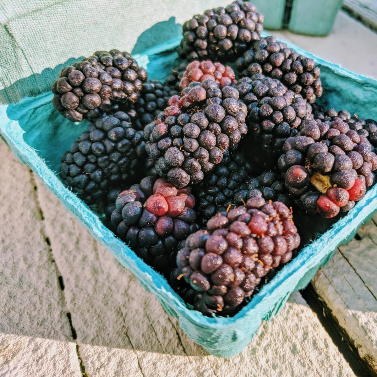 What Not To Plant With Blackberries