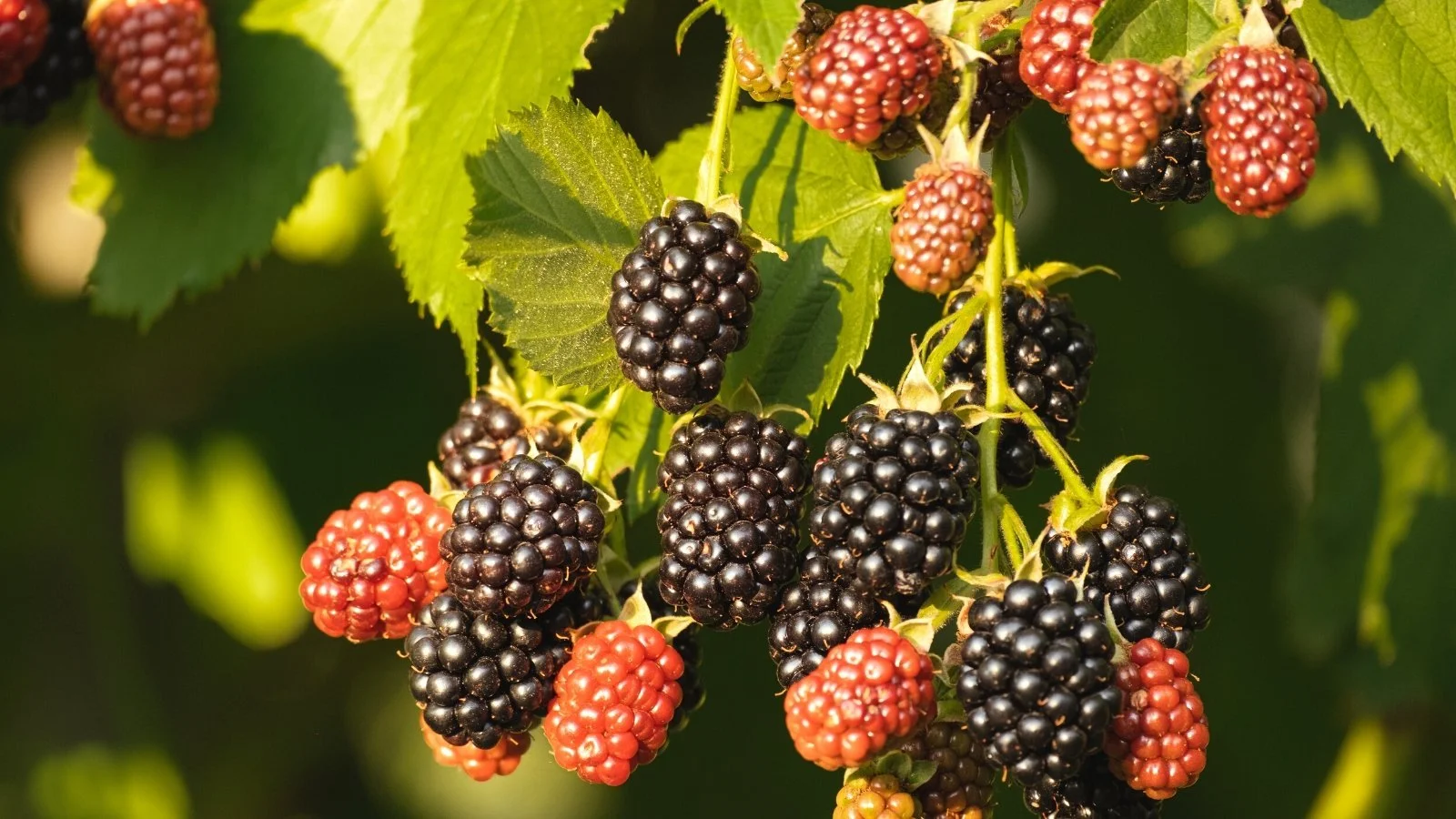 What Not To Plant With Blackberries