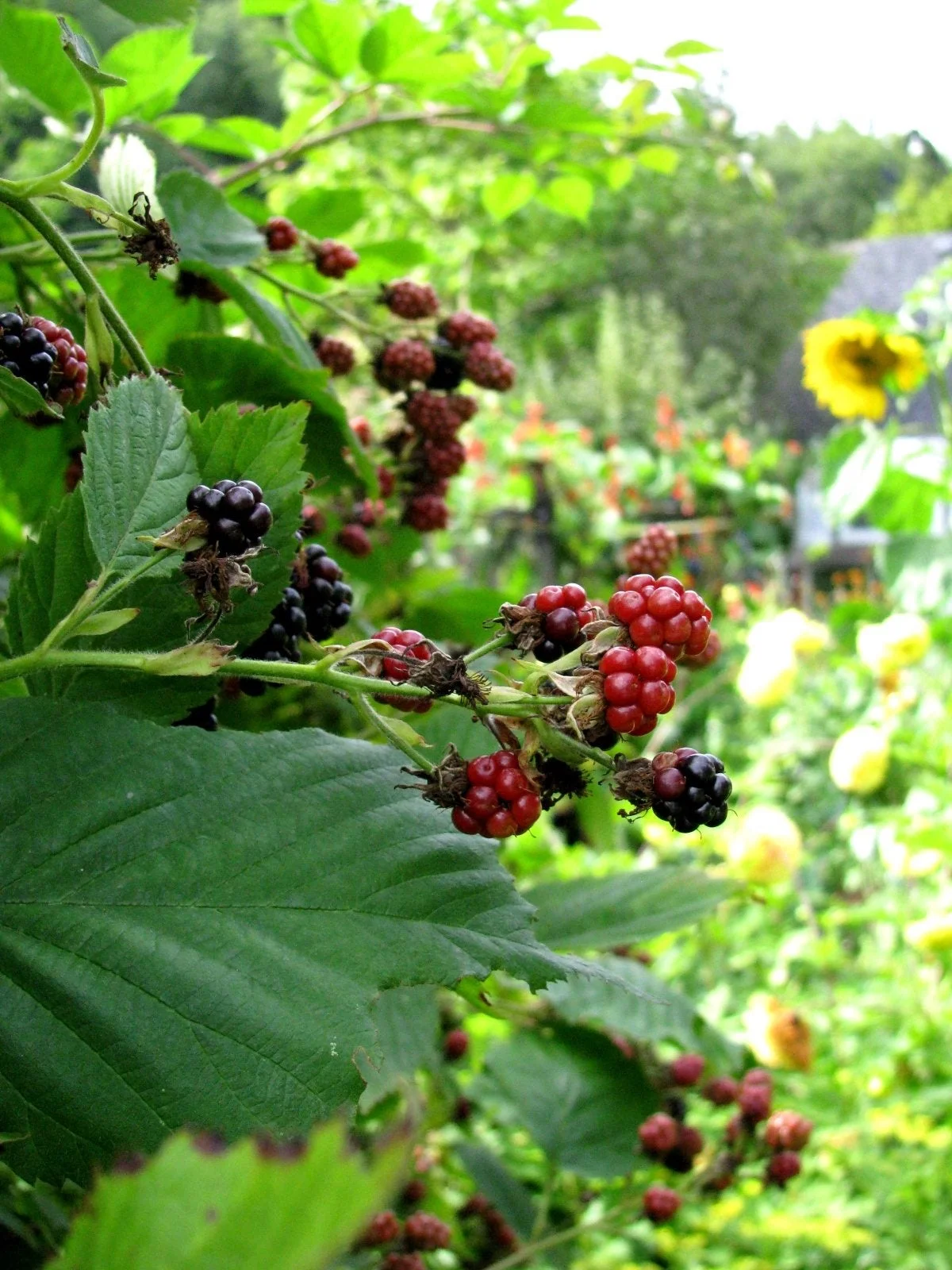 What Not To Plant With Blackberries
