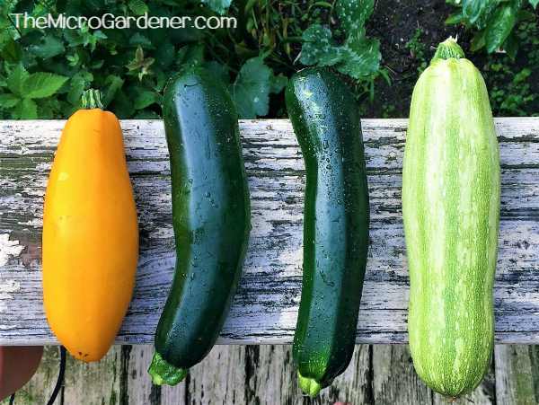 What Plant Family Does Zucchini Belong To? What Plant Family Does Zucchini Belong To?