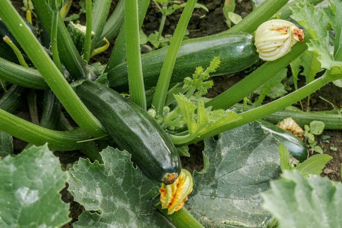 What Plant Family Does Zucchini Belong To? What Plant Family Does Zucchini Belong To?