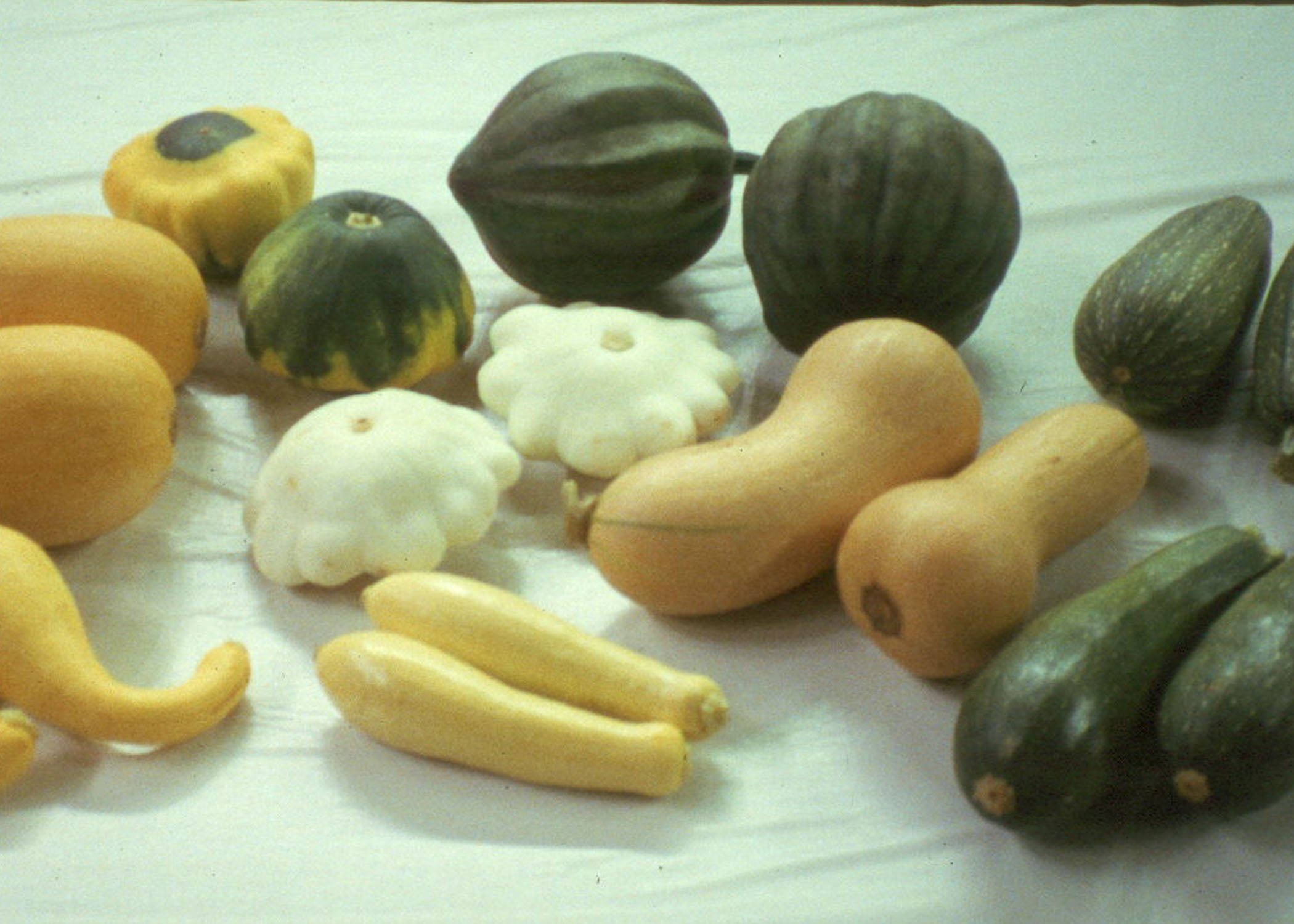 What Plant Family Does Zucchini Belong To? What Plant Family Does Zucchini Belong To?