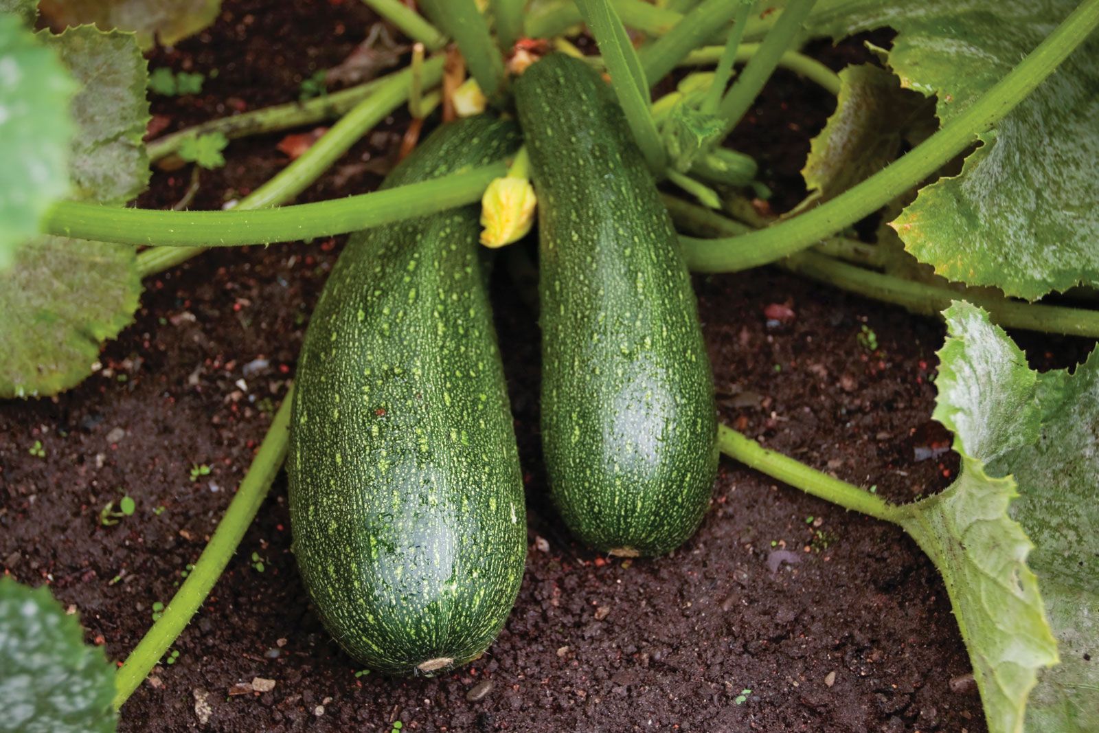 What Plant Family Does Zucchini Belong To? What Plant Family Does Zucchini Belong To?