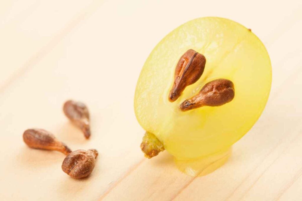 What To Do With Grapes With Seeds What To Do With Grapes With Seeds