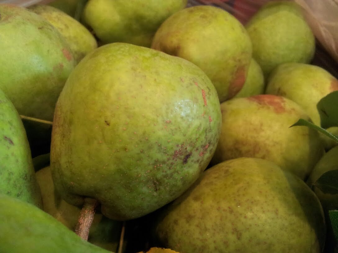 What To Do With Hard Pears GreenThumbsGuide