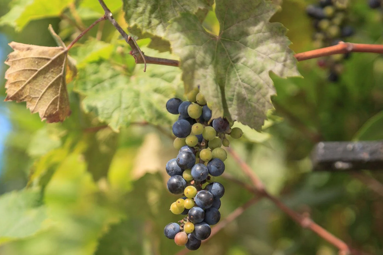 What To Do With Wild Grapes