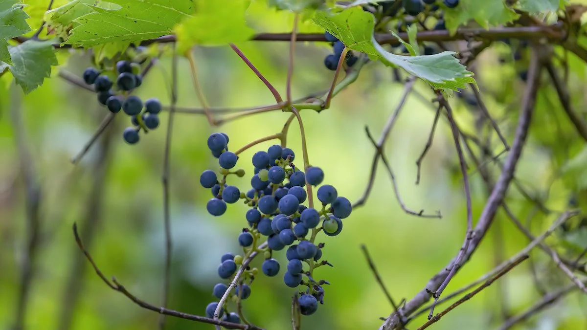 What To Do With Wild Grapes