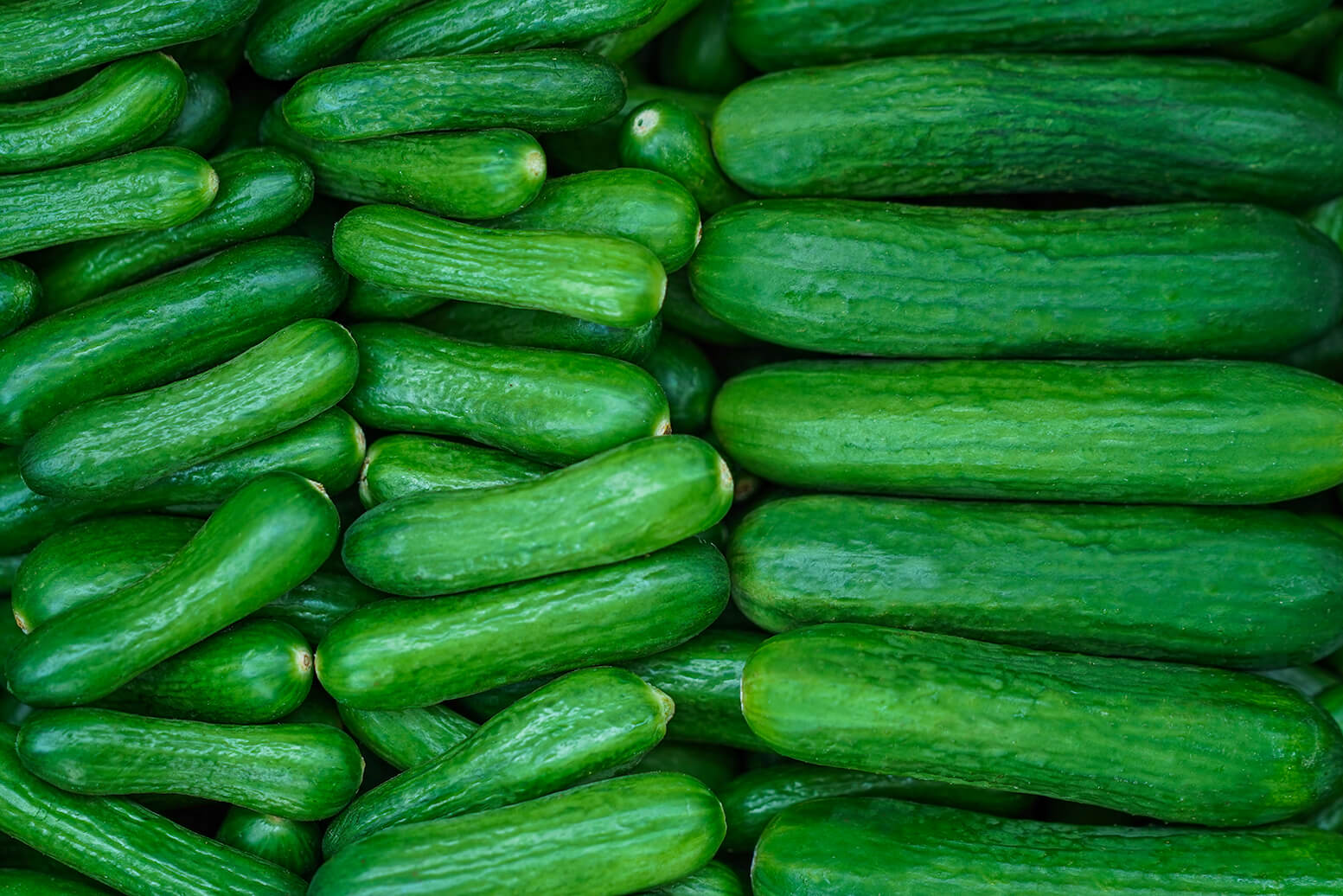 What You Need to Know About Cocktail Cucumbers