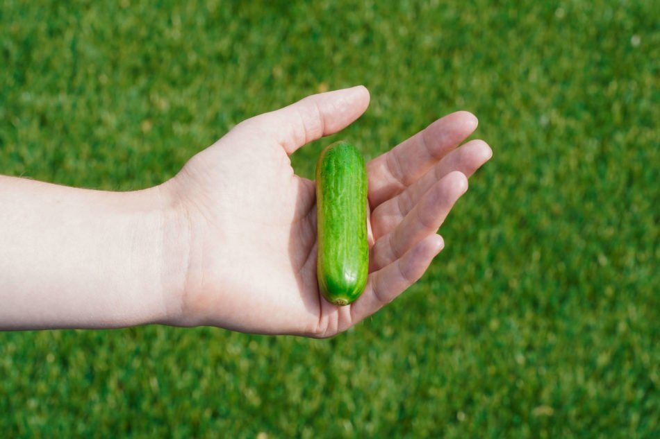 What You Need to Know About Cocktail Cucumbers