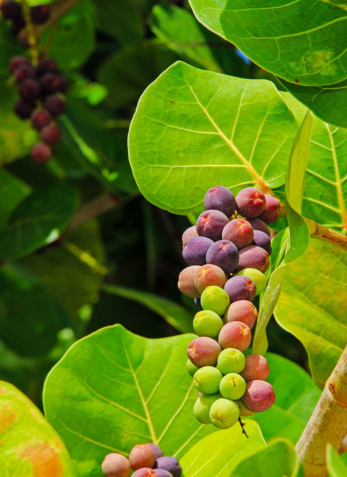 What You Need to Know About Sea Grapes