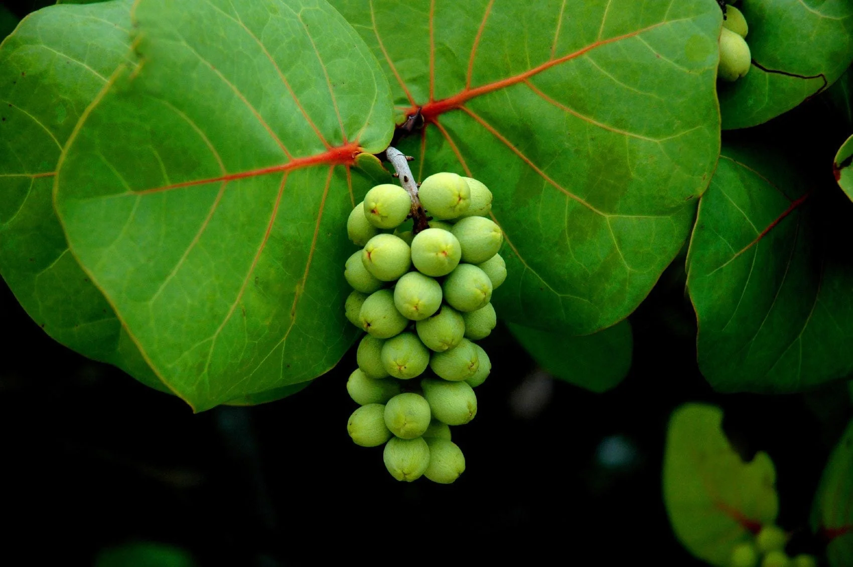 What You Need to Know About Sea Grapes