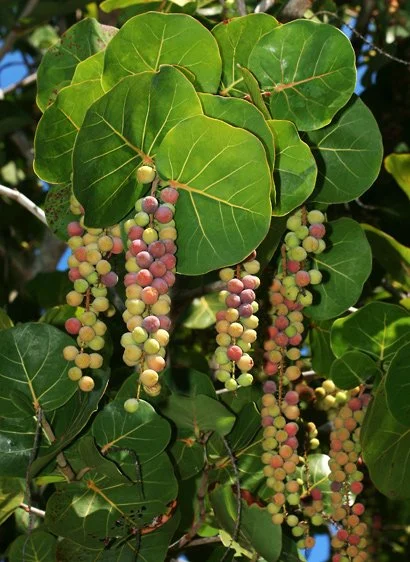 What You Need to Know About Sea Grapes