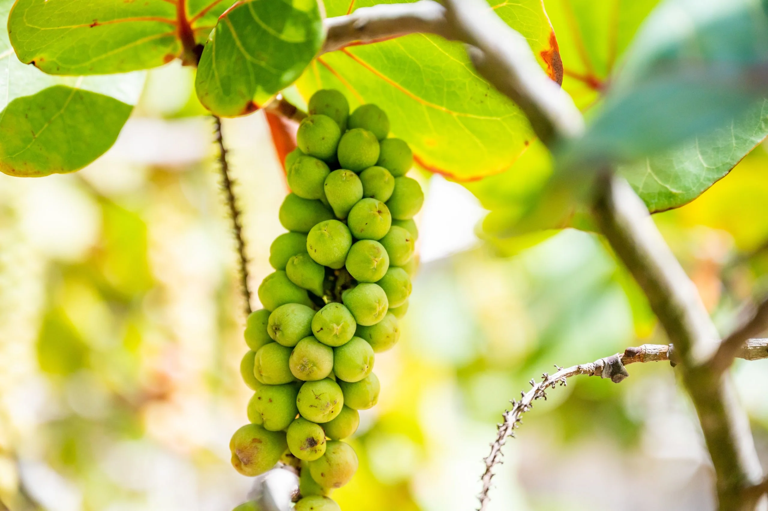 What You Need to Know About Sea Grapes