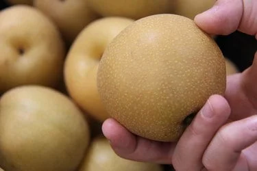When Are Apple Pears Ripe