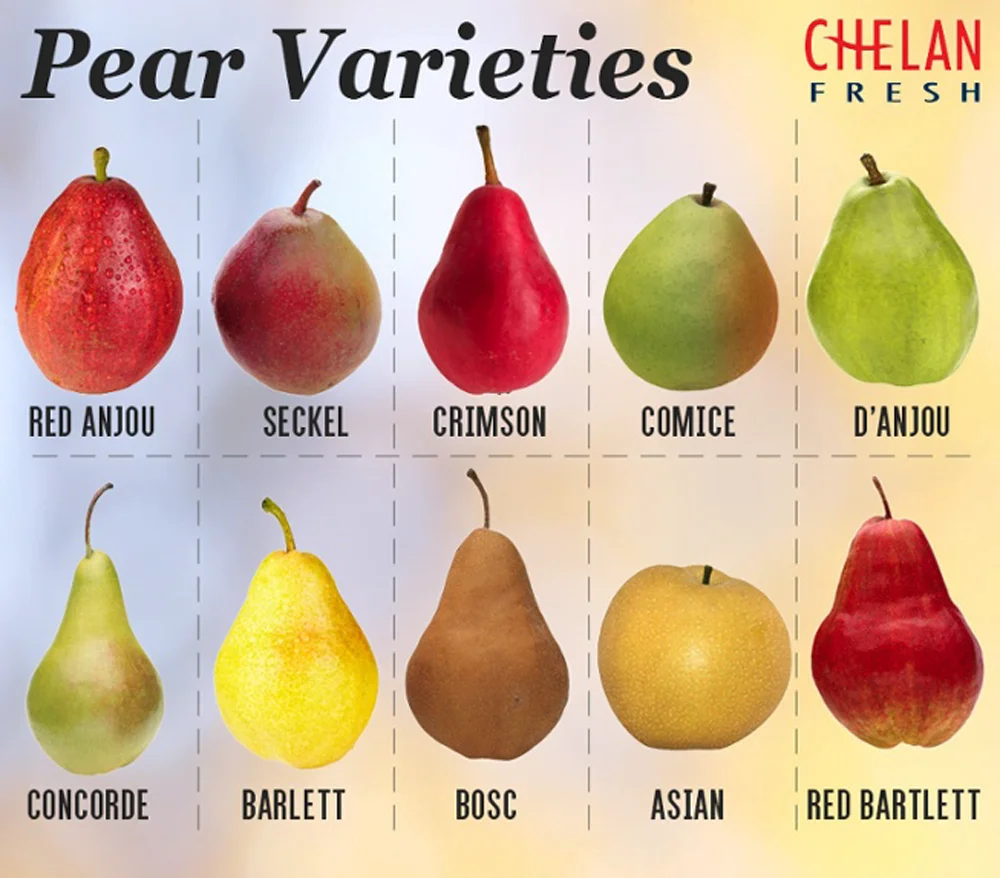 When Are Apple Pears Ripe
