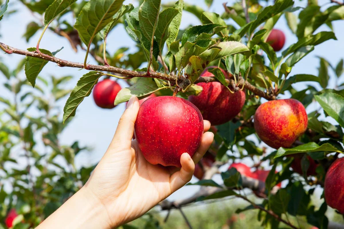 When Are Apples In Season In California