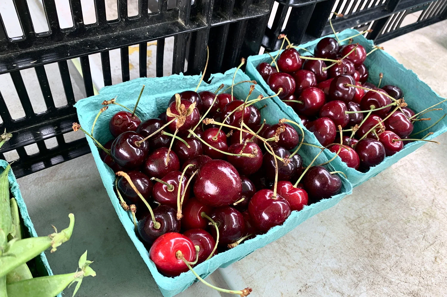 When Are Black Cherries In Season