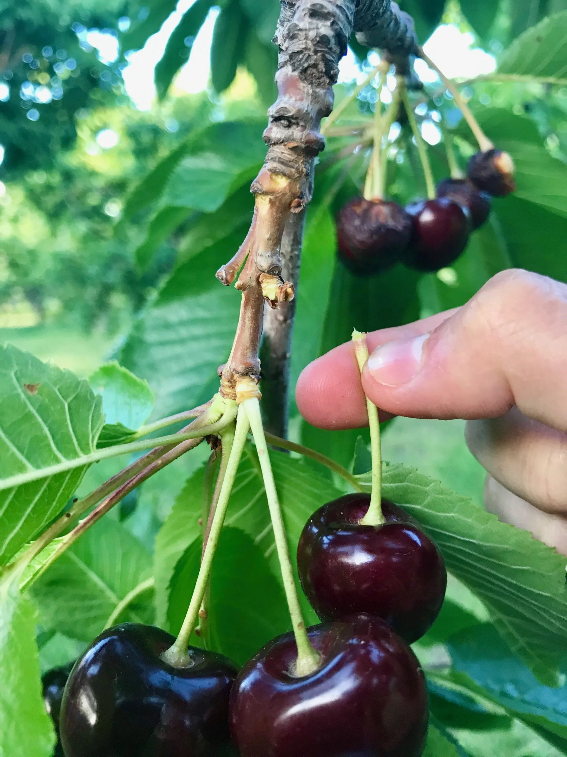 When Are Cherries Harvested