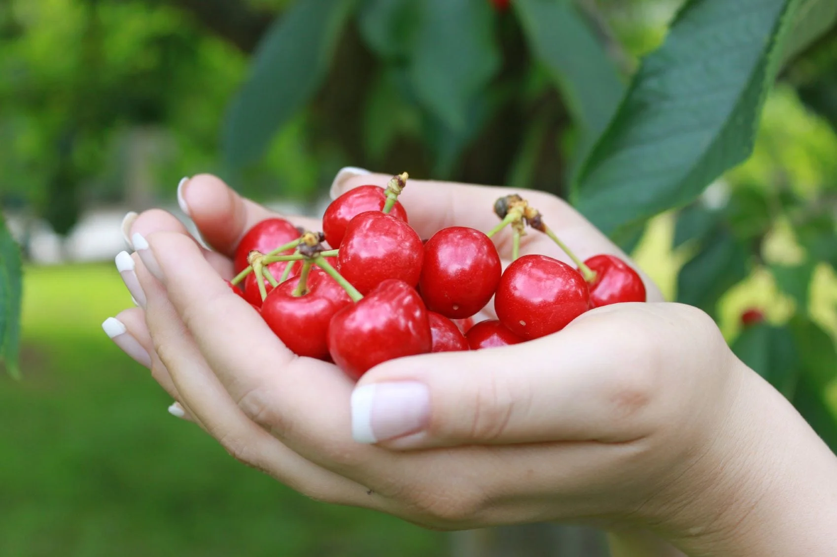 When Are Cherries Harvested