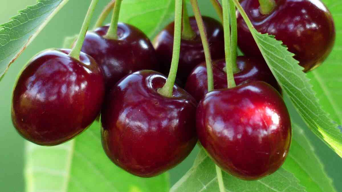 When Are Cherries In Season In Ny When Are Cherries In Season In Ny