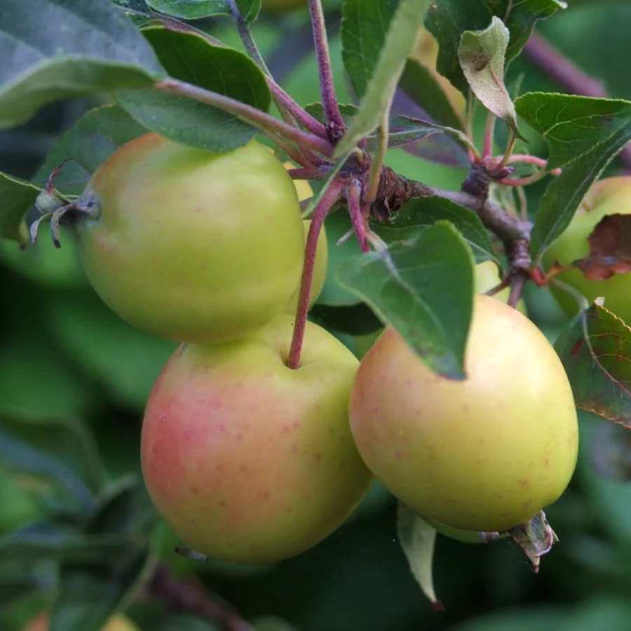 When Are Crab Apples Ripe
