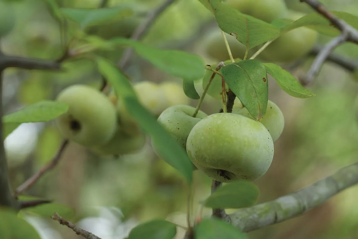 When Are Crab Apples Ripe