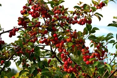 When Are Crab Apples Ripe