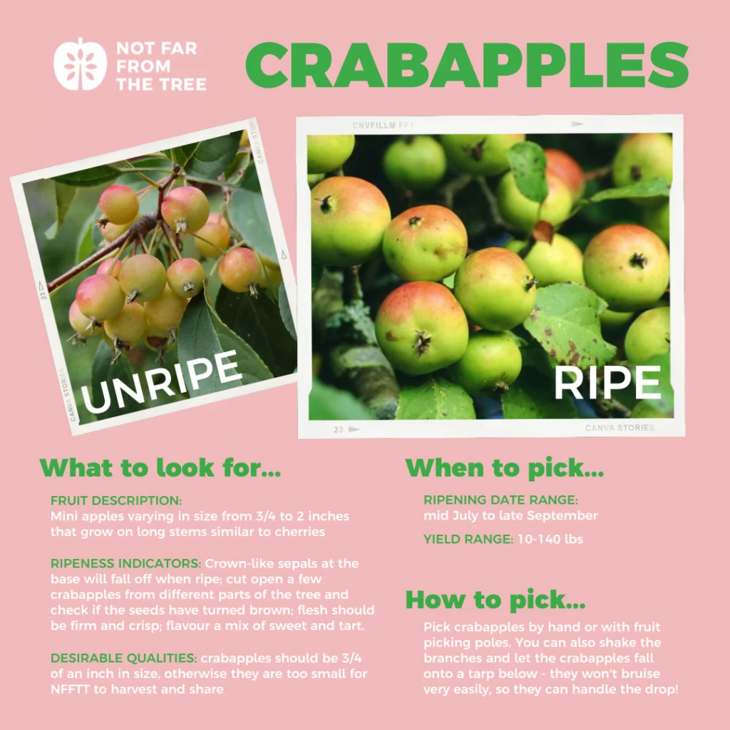 When Are Crab Apples Ripe