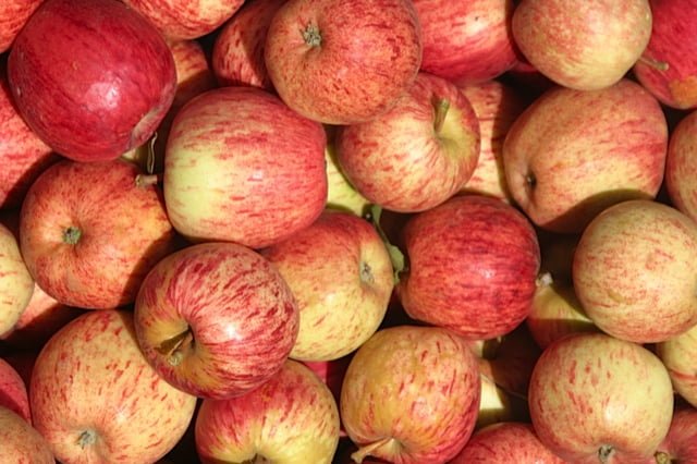 When Are Gala Apples Ready To Pick When Are Gala Apples Ready To Pick