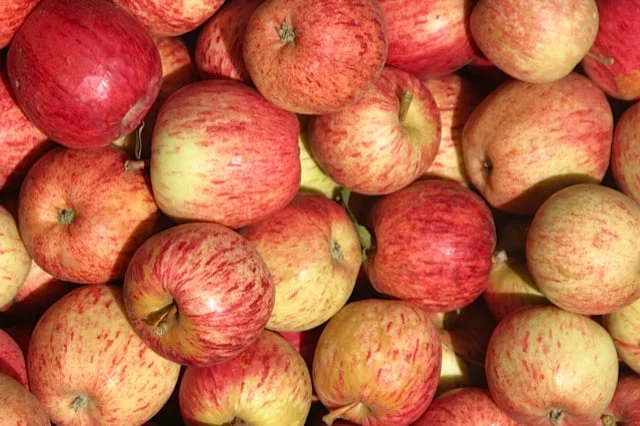 When Are Gala Apples Ready To Pick