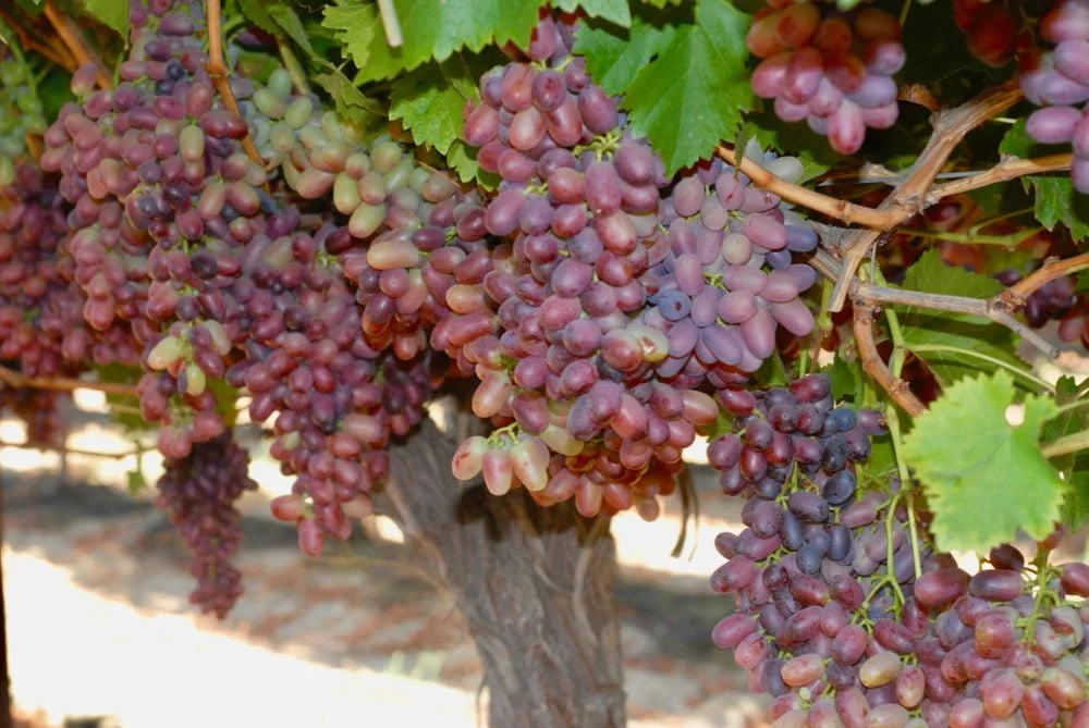 When Are Grapes In Season In California