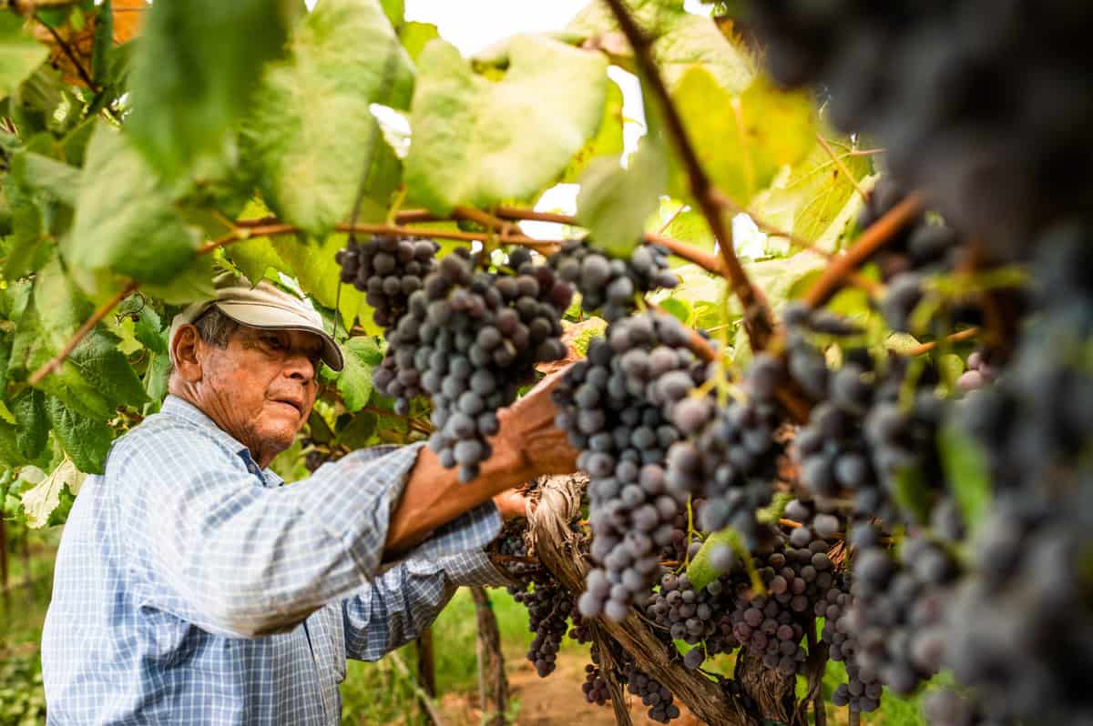 When Are Grapes In Season In California GreenThumbsGuide