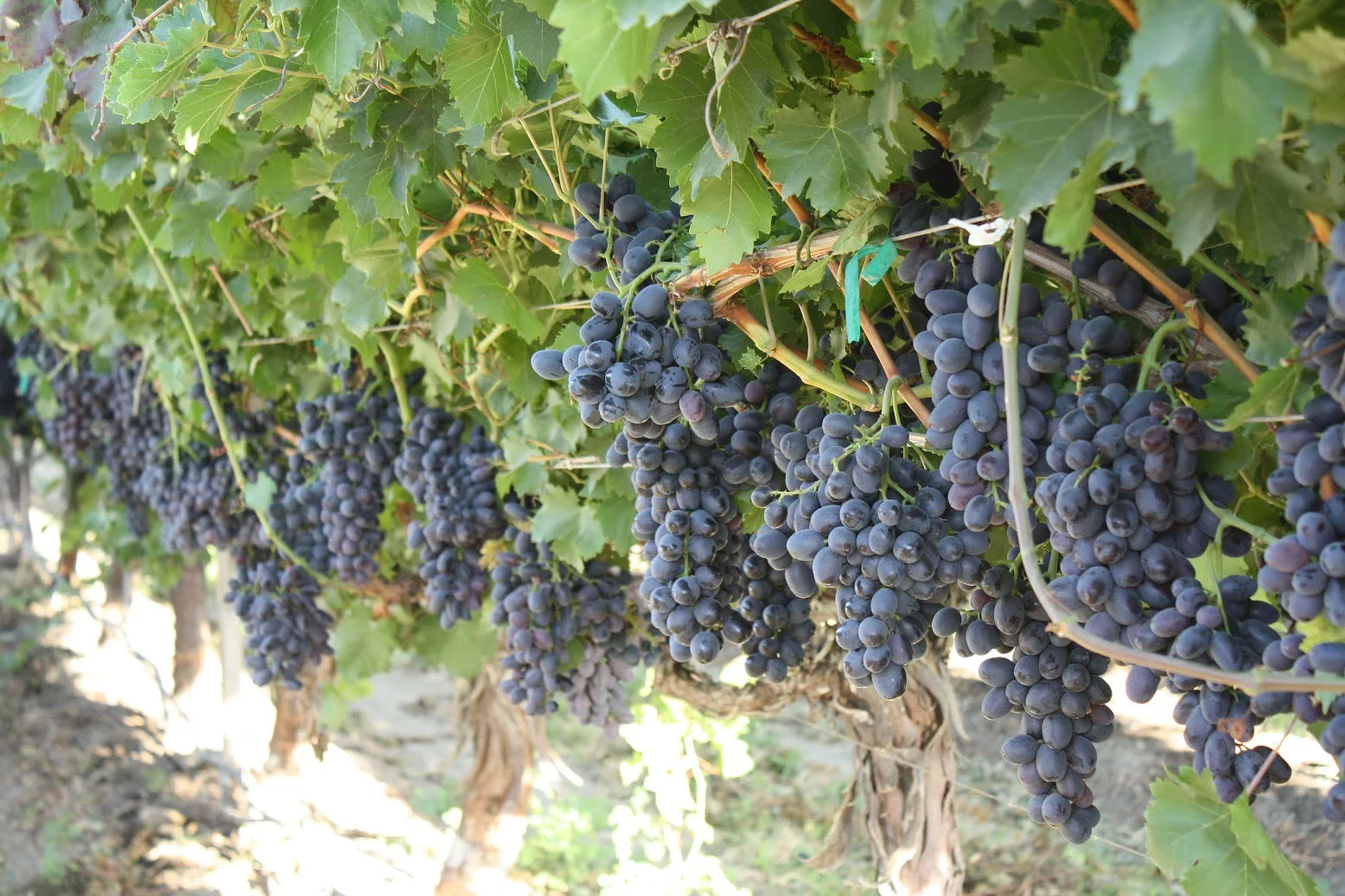 When Are Grapes In Season In California