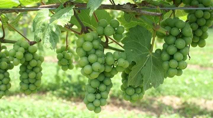 When Are Grapes Ready To Pick When Are Grapes Ready To Pick