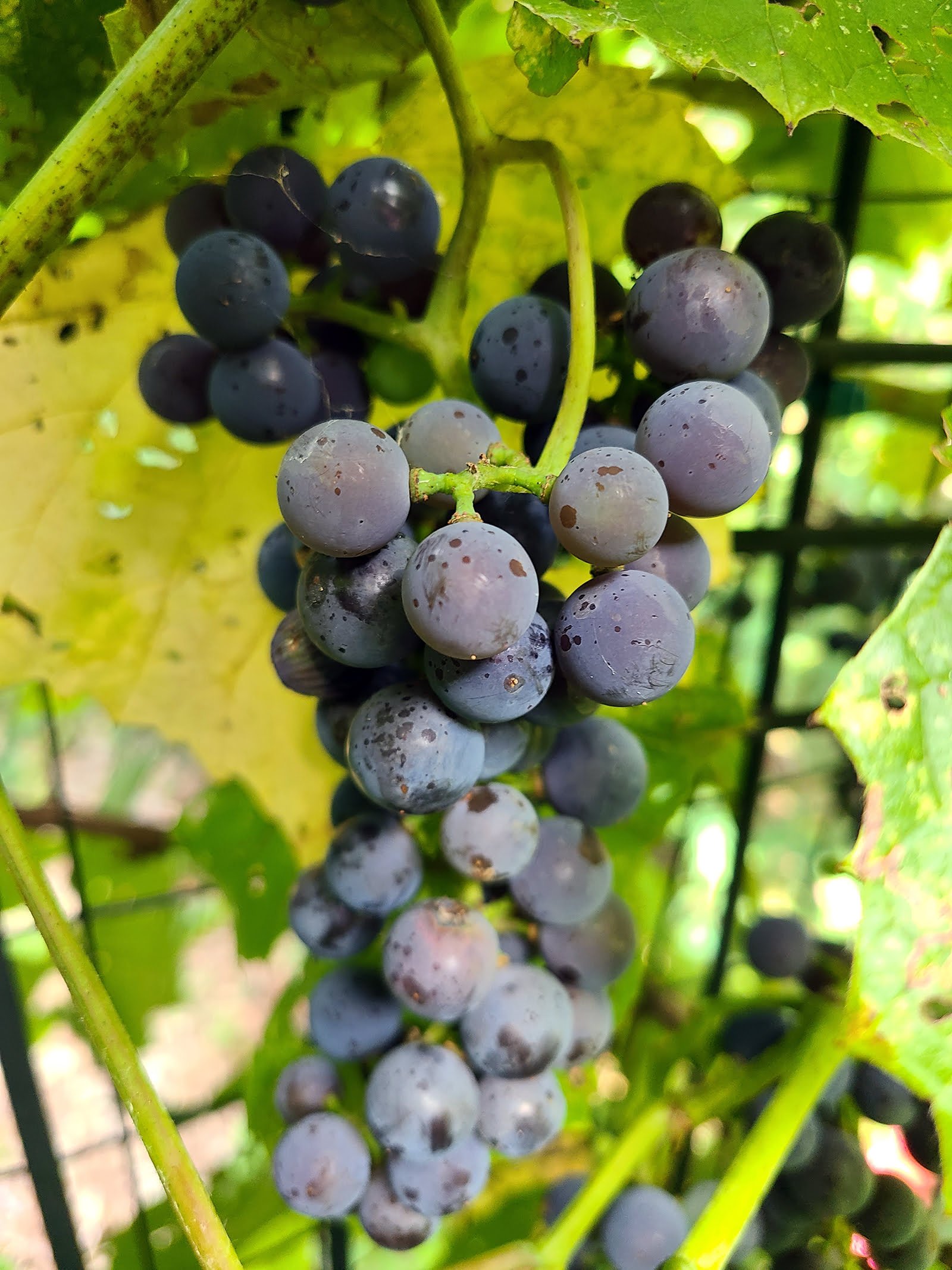 When Are Grapes Ready To Pick When Are Grapes Ready To Pick