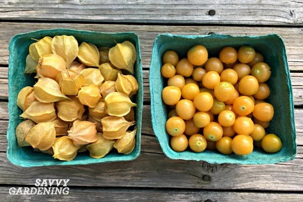 When Are Ground Cherries Ripe