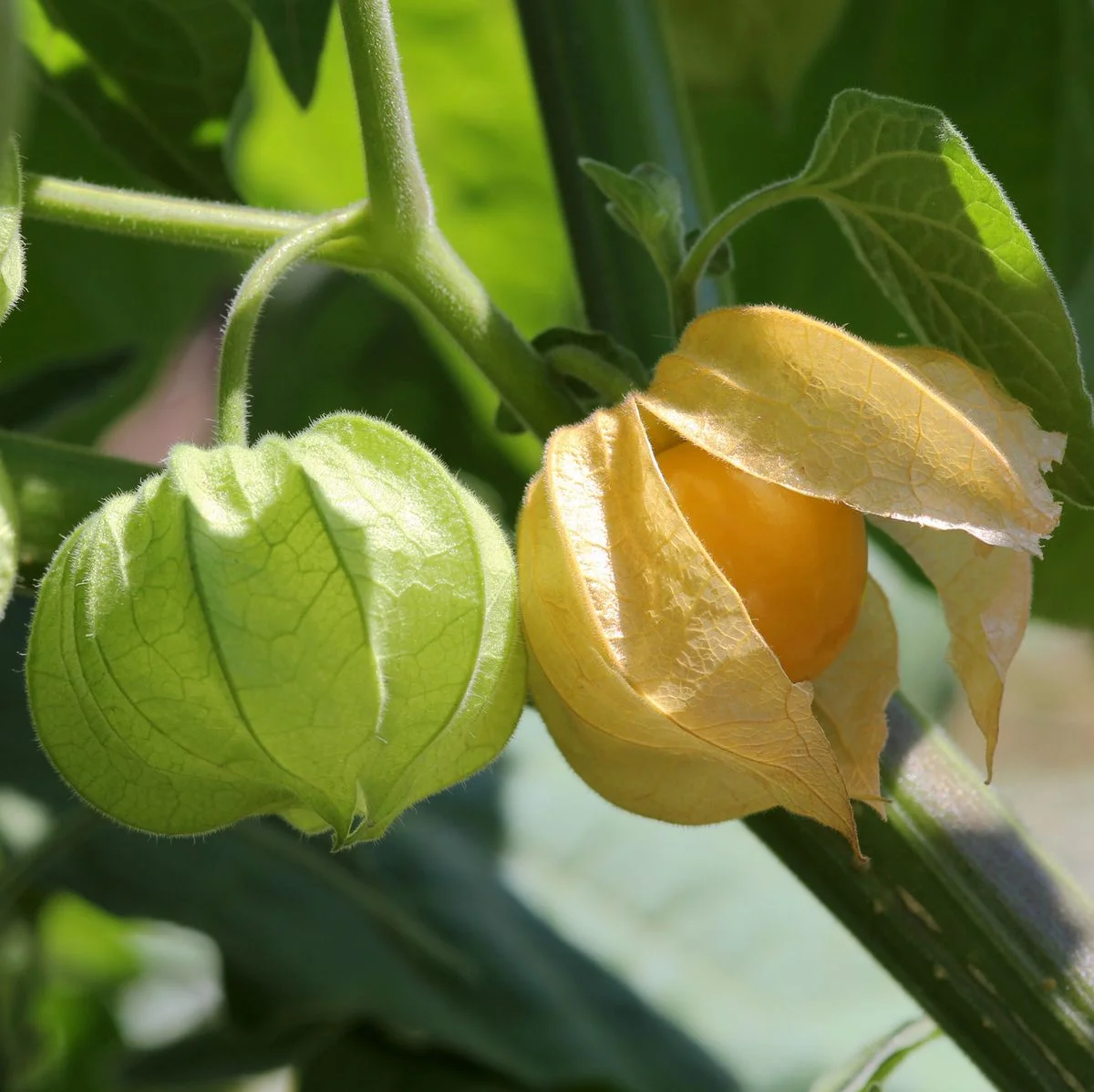 When Are Ground Cherries Ripe