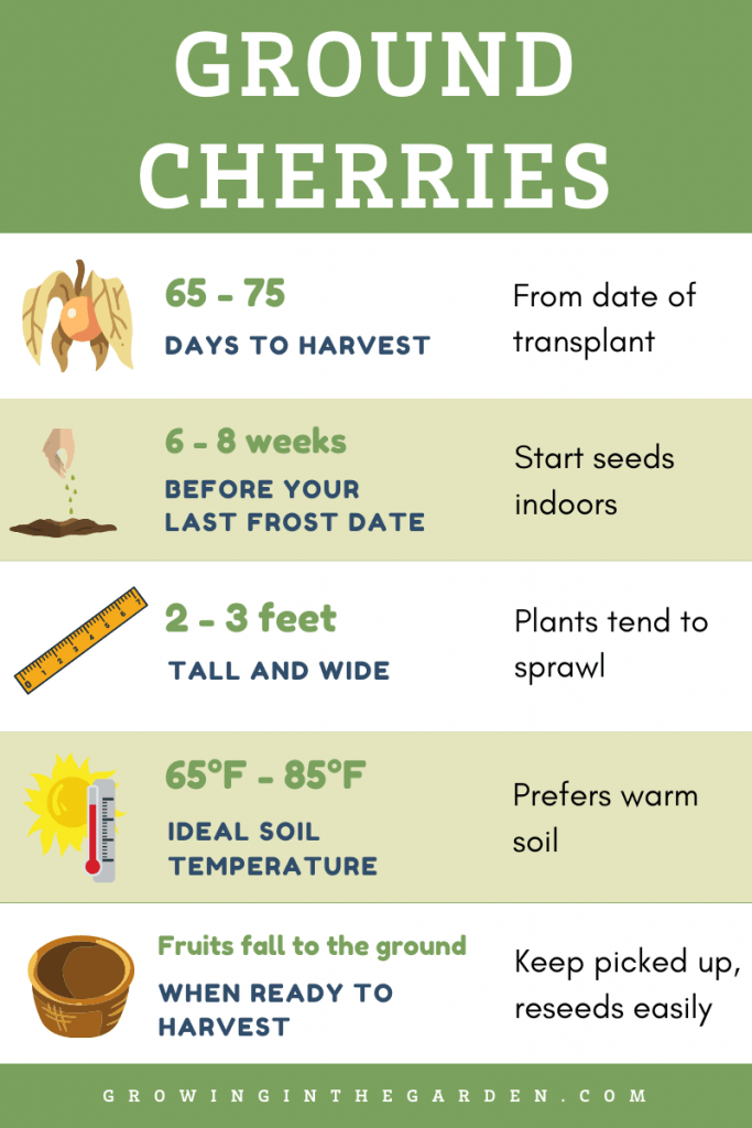 When Are Ground Cherries Ripe When Are Ground Cherries Ripe