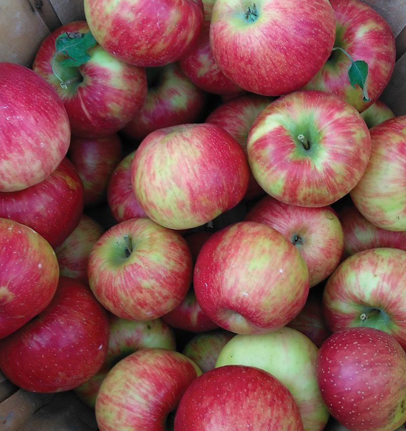 When Are Honeycrisp Apples Ripe When Are Honeycrisp Apples Ripe